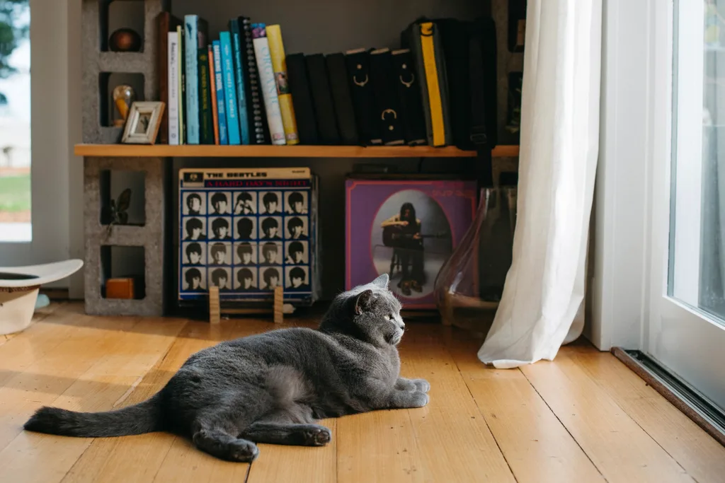 Grey cat lying on timber floor with records and books on shelves behind it