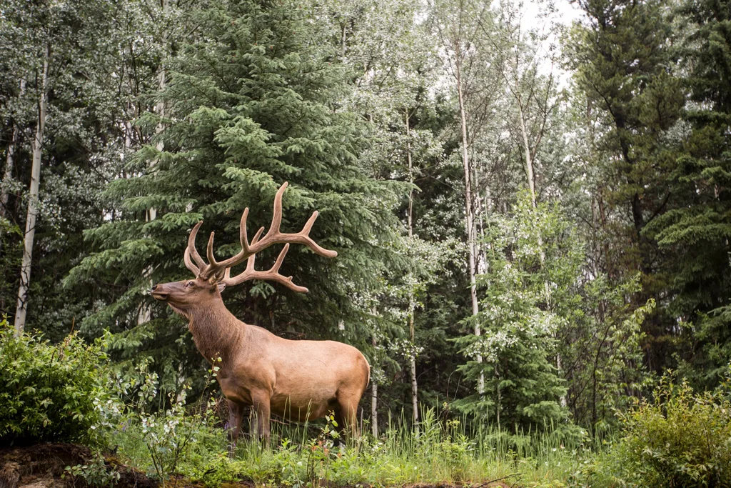 Elk in forest