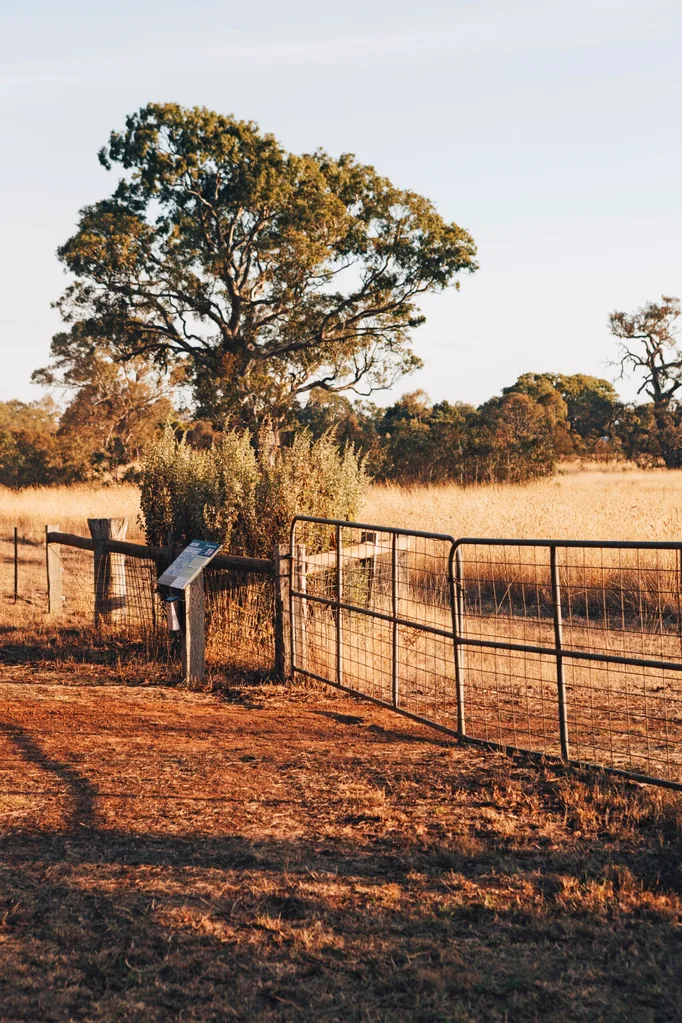 Golden late afternoon sunlight slanting over a paddock of dry grass, a tree and a wire gate