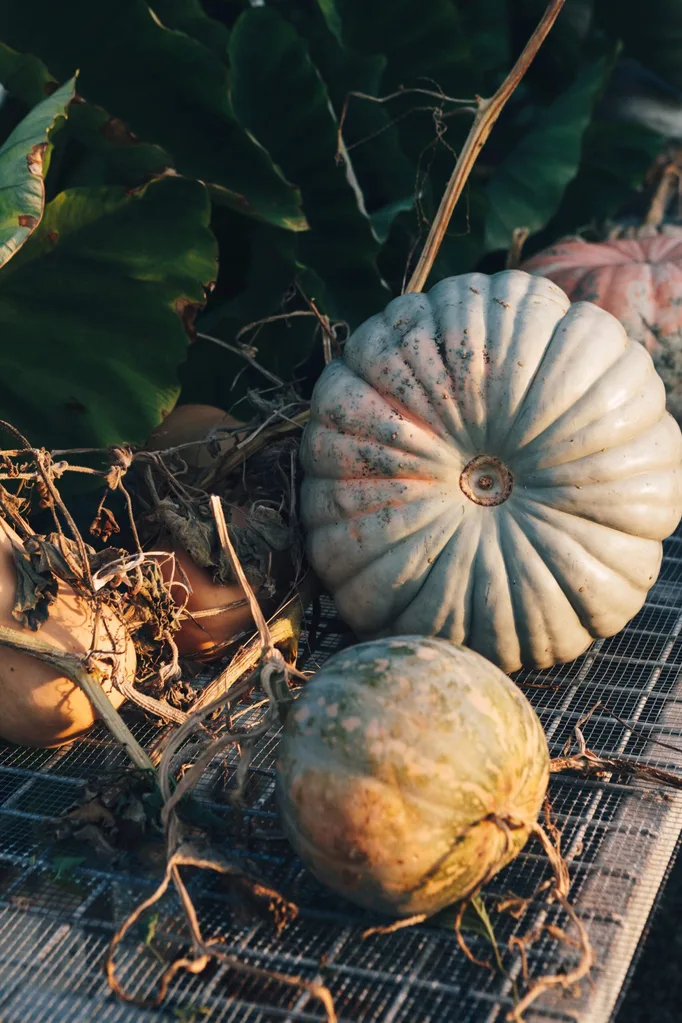 Pumpkins lying on wire rack in sunshine