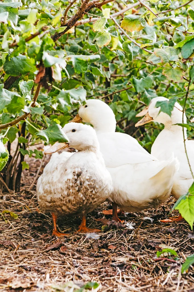 Close-up of white geese in a kitchen garden