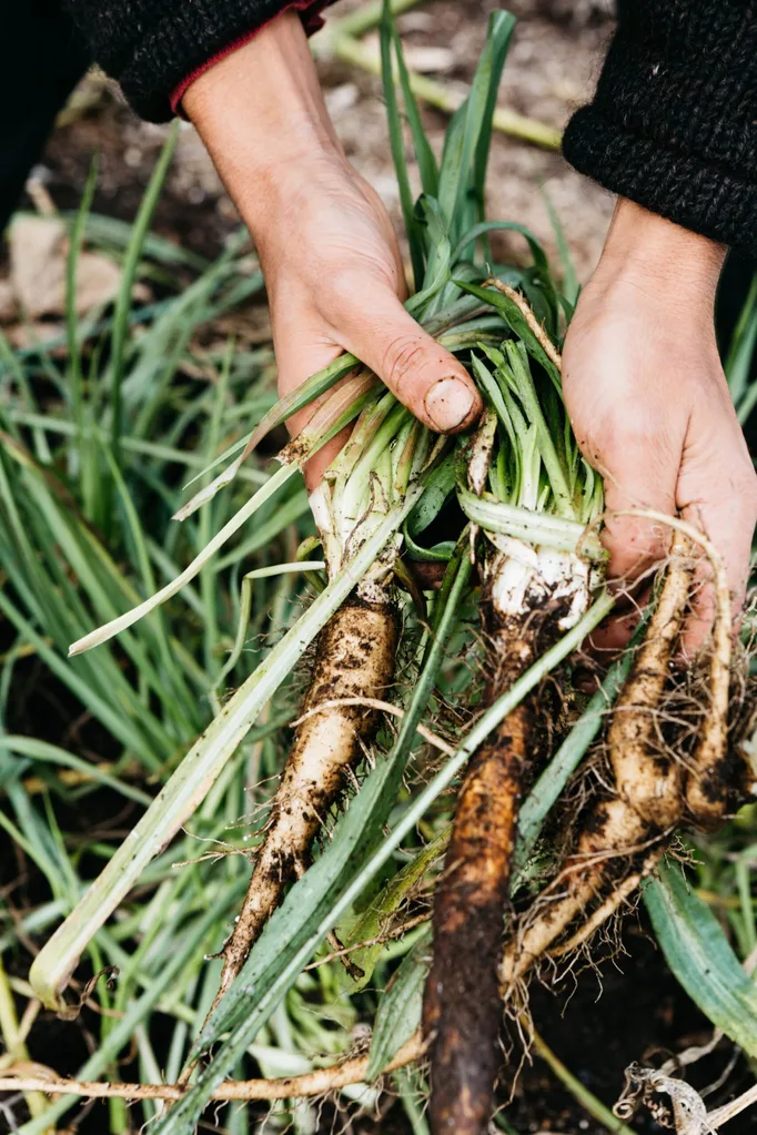 Close-up of hands holding freshly harvested salsify