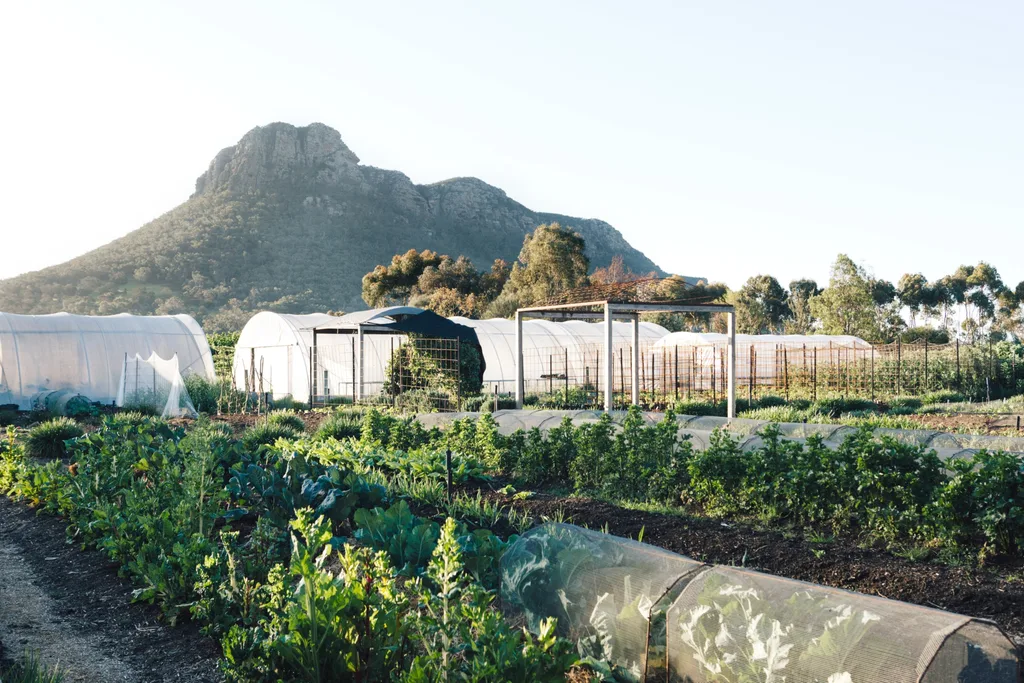 Kitchen garden with rows of plants and a few long polytunnels; steep mountain behind in a travel story about a Grampians hotel