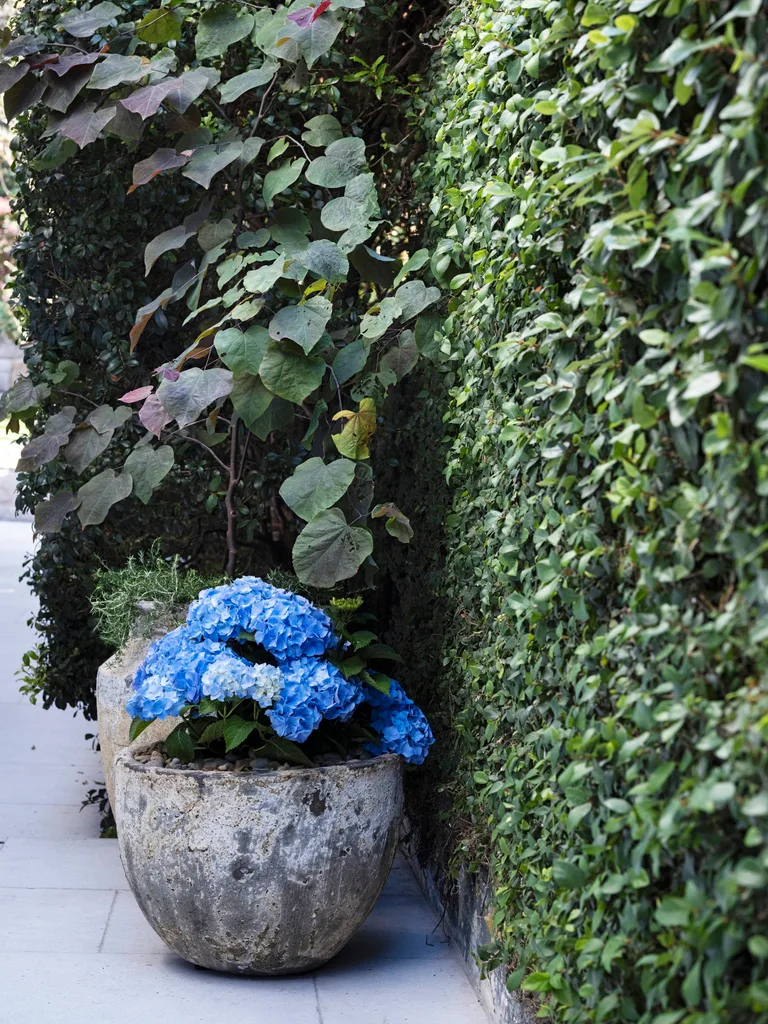 Potted plants beside a wall covered in ivy