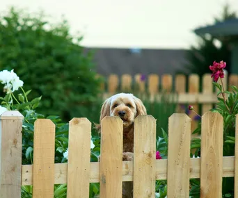 A cute cavoodle looking over a wooden fence