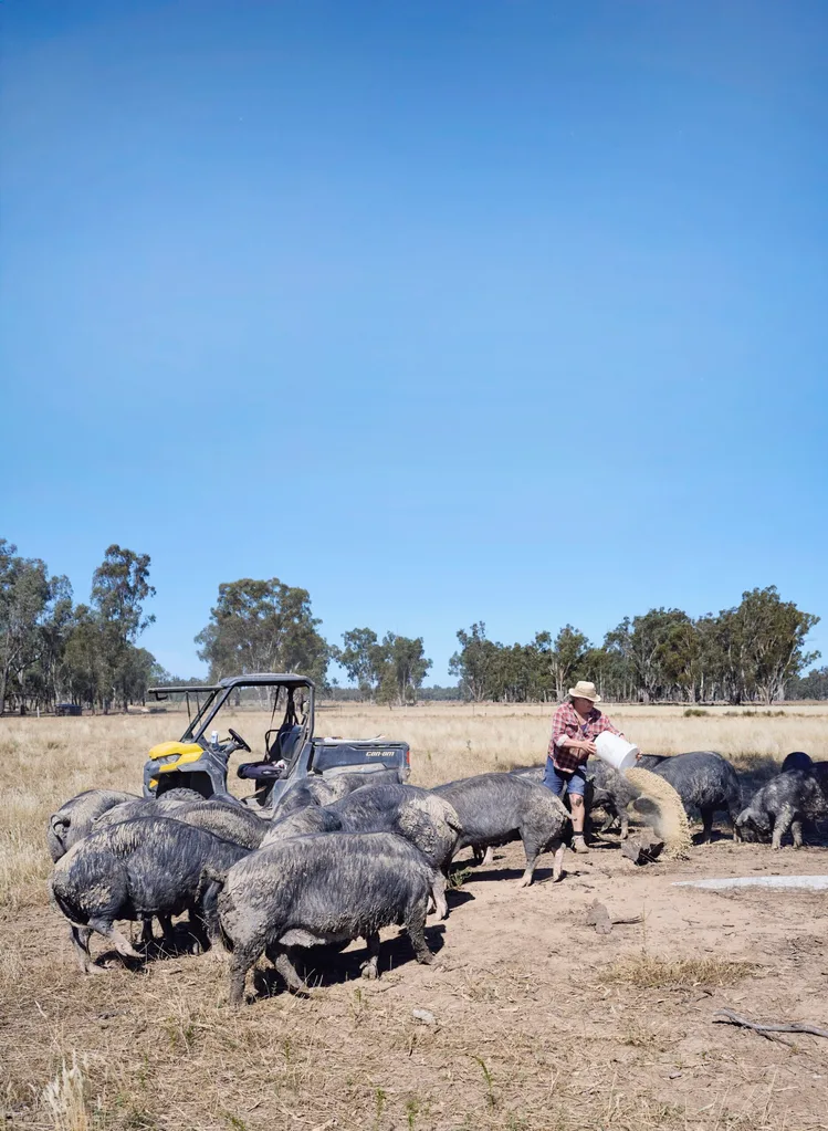 Pigs being fed on a farm in Bundarra