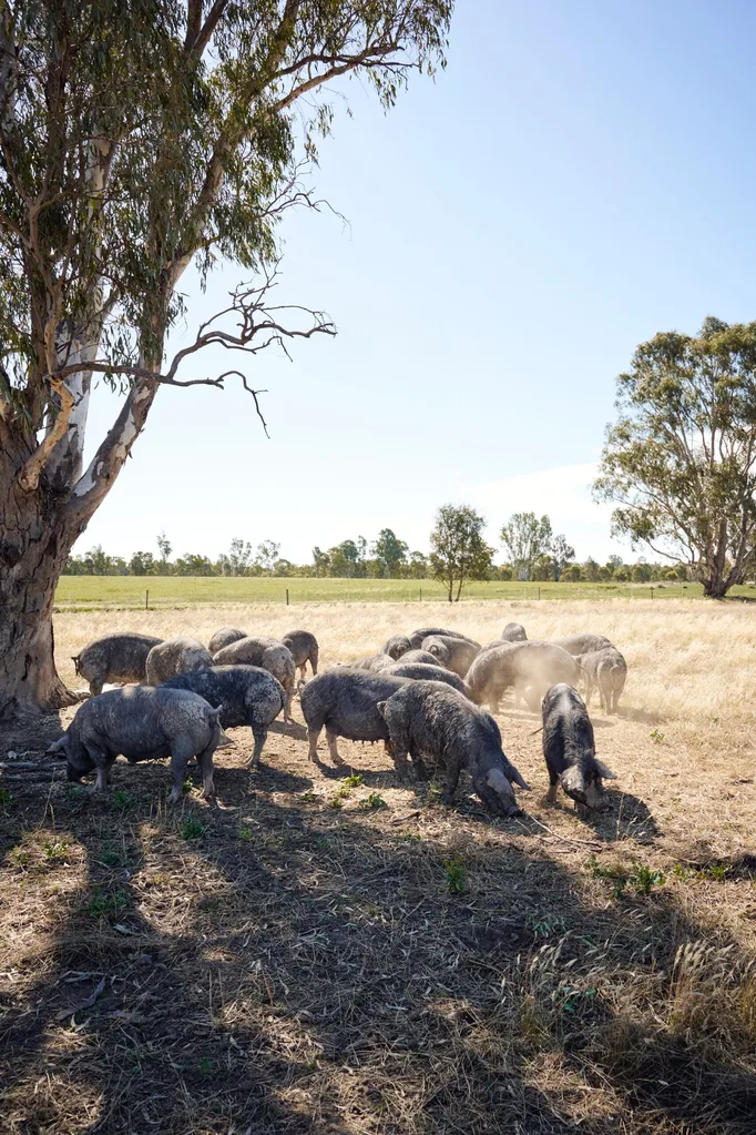 Pigs grazing beneath a tree