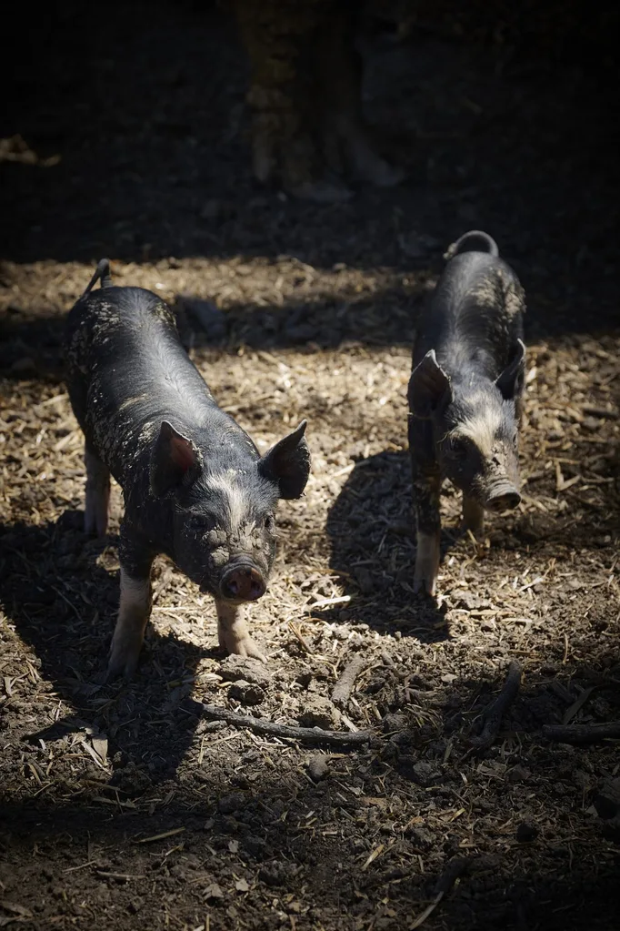 Two pigs at Bundarra Farm