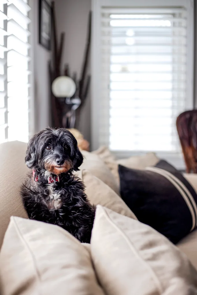 A small black dog perched on a beige couch
