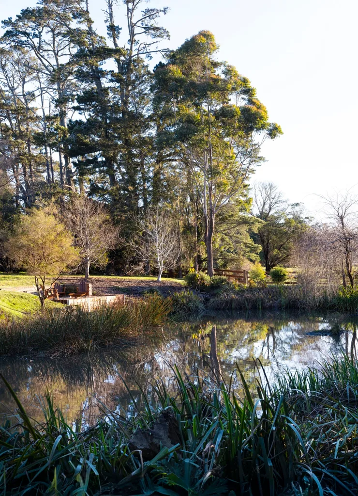 A dam surrounded by shrubs and trees