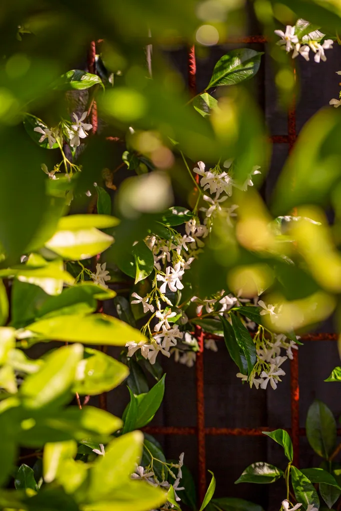 Jasmine flowers