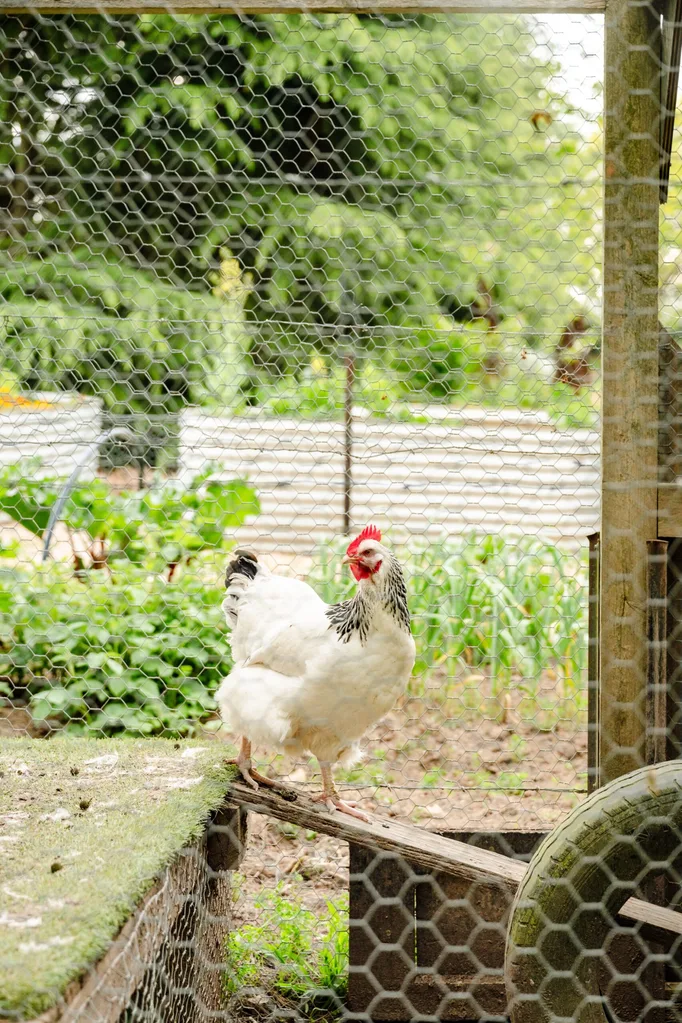 A white chicken in a chicken coop