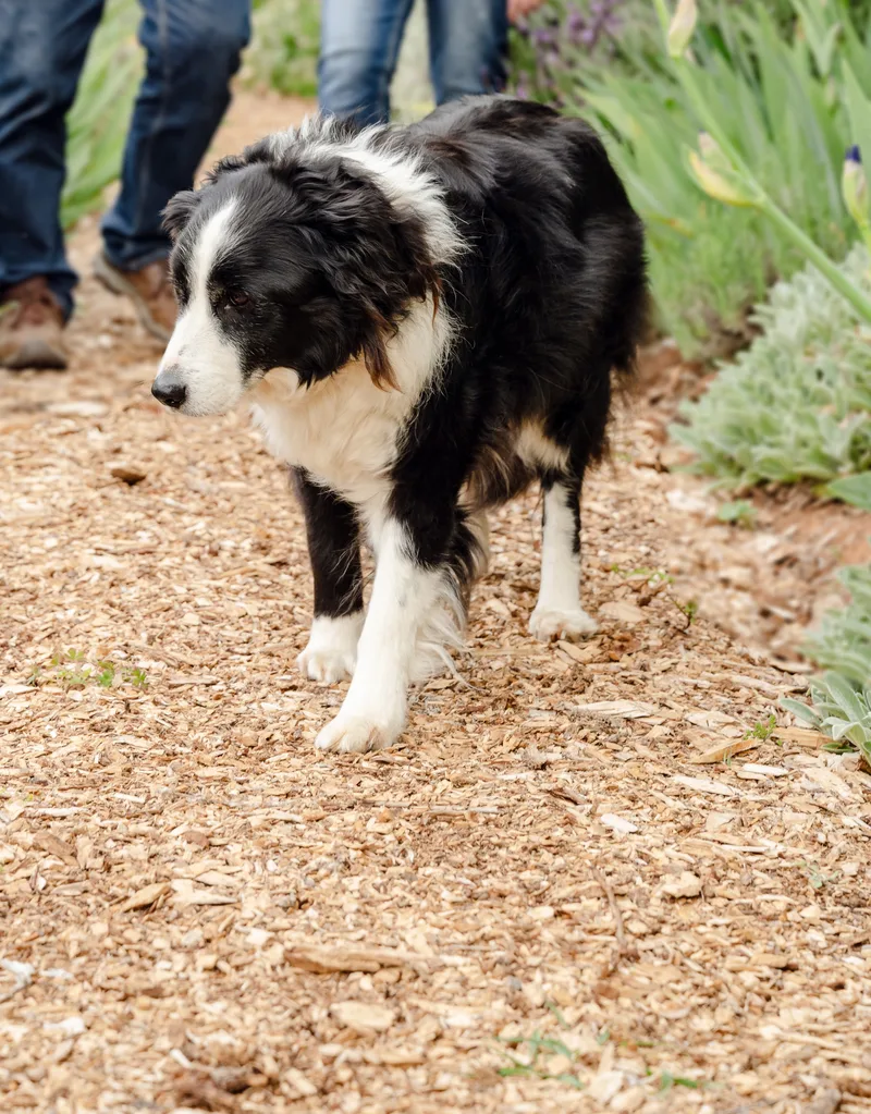 A border collie walking in a garden