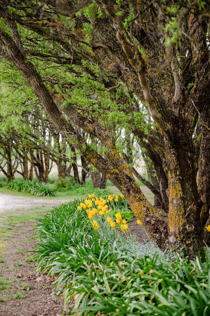 A tree surrounded by shrubs and tulips
