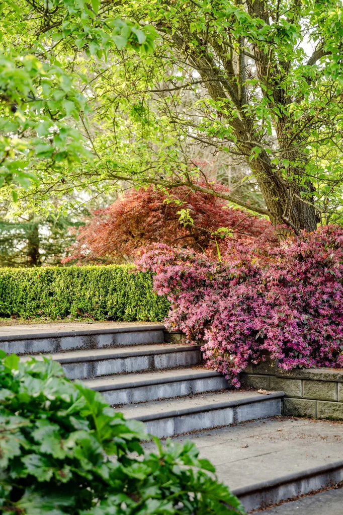Steps surrounded by hedges and trees