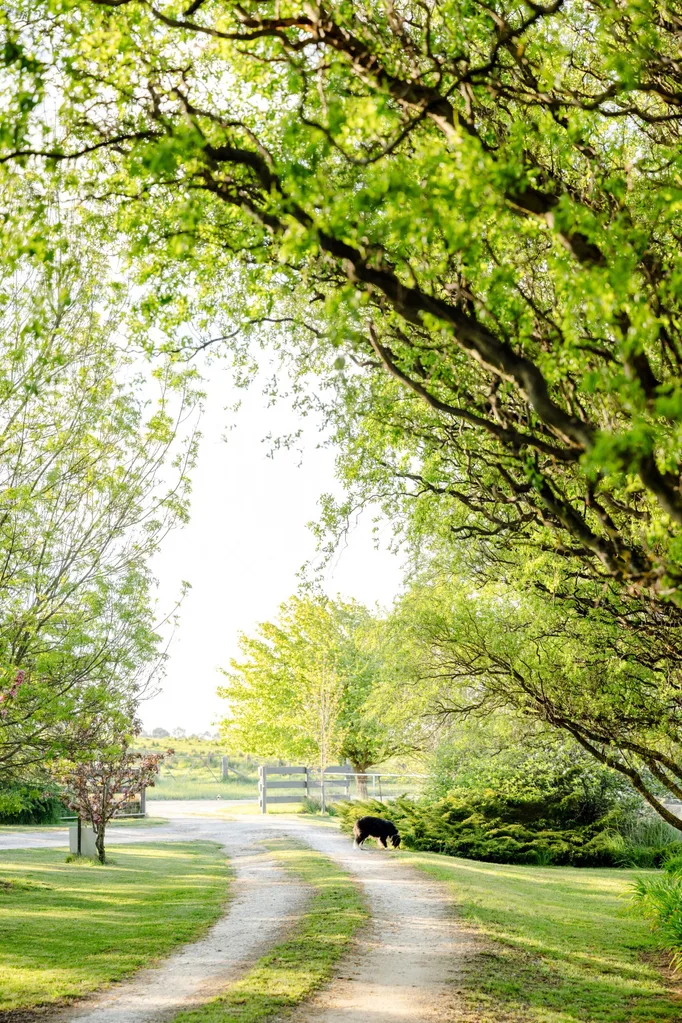 A lush driveway surrounded by trees and grass