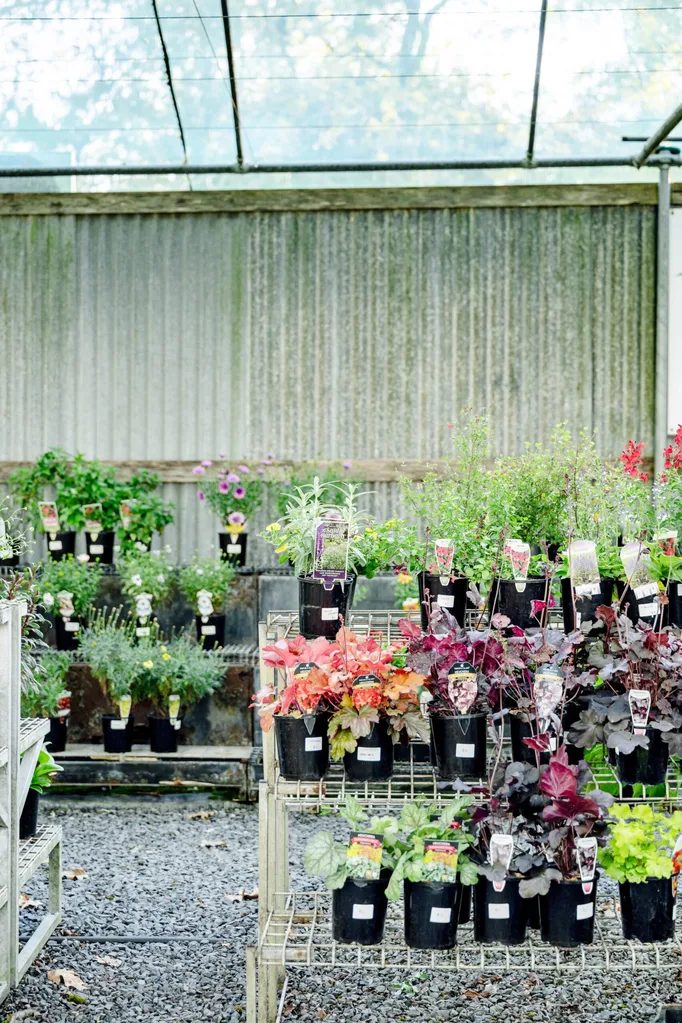 Potted plants on wire shelves