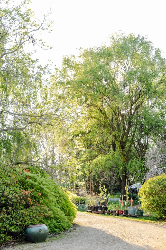 Lush greenery at a tree farm in Millthorpe