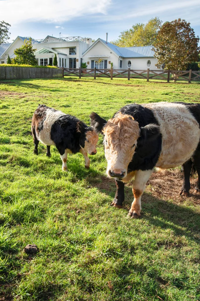 Exterior of a Mt Tamborine farmhouse with miniature panda-belted Galloway cows