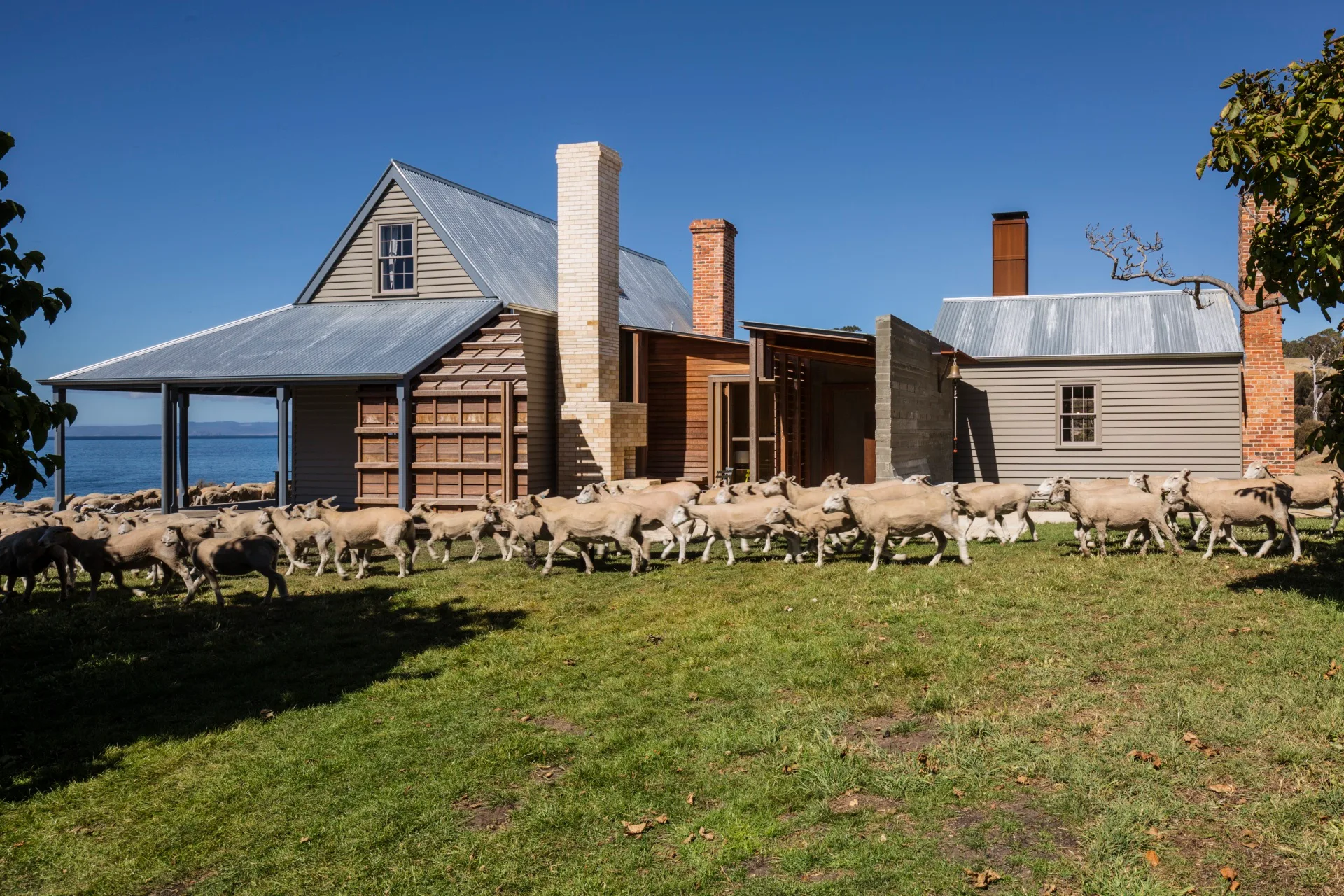 A flock of sheep running past the renovated Captain Kelly's Cottage on a sunny day