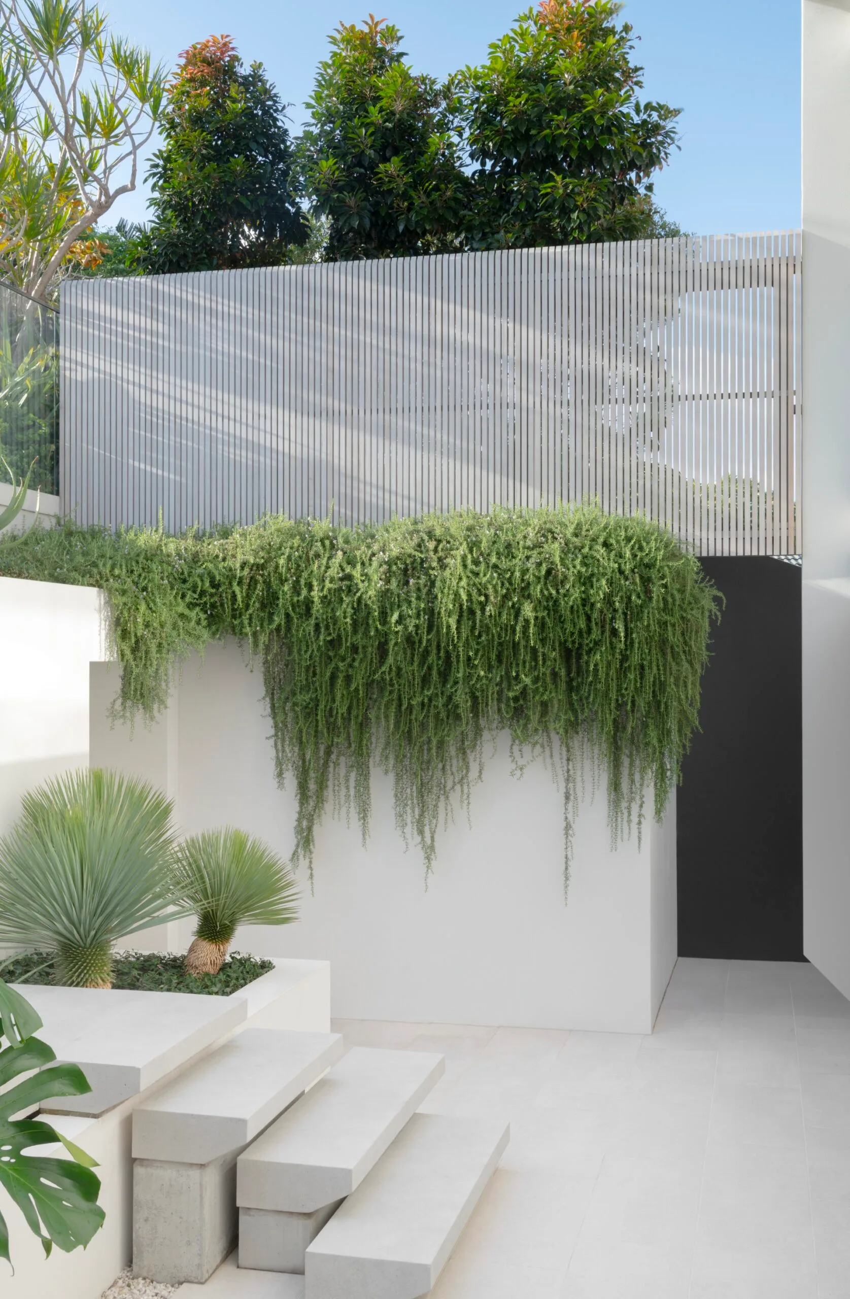 Trailing rosemary (Rosmarinus officinalis &lsquo;Prostratus&rsquo;) tumbles out of planters