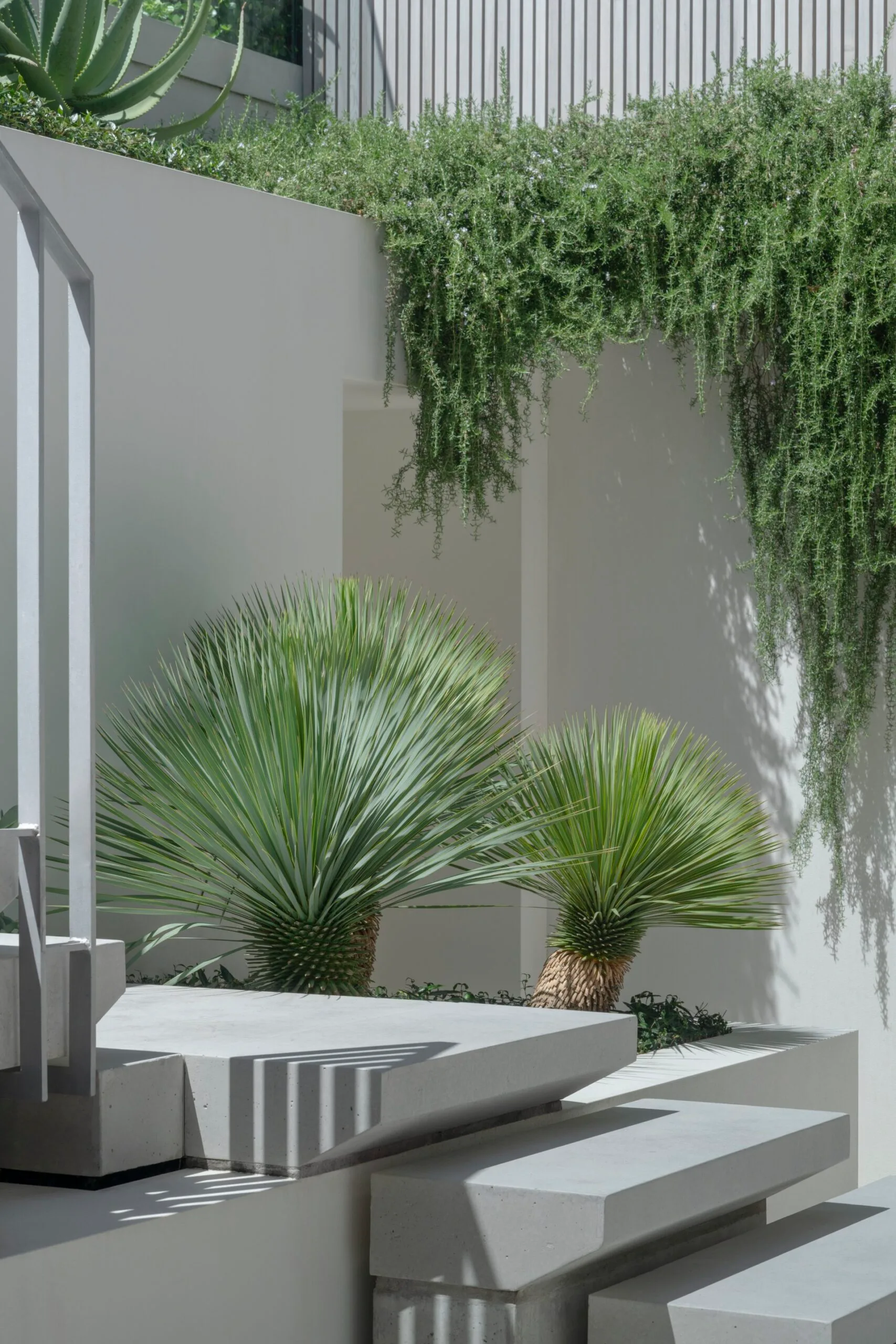 Beaked yucca (Yucca rostrata)