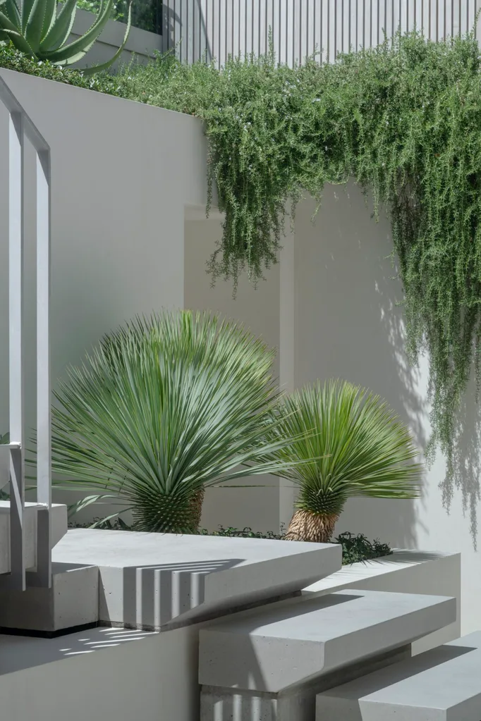 Beaked yucca (Yucca rostrata)