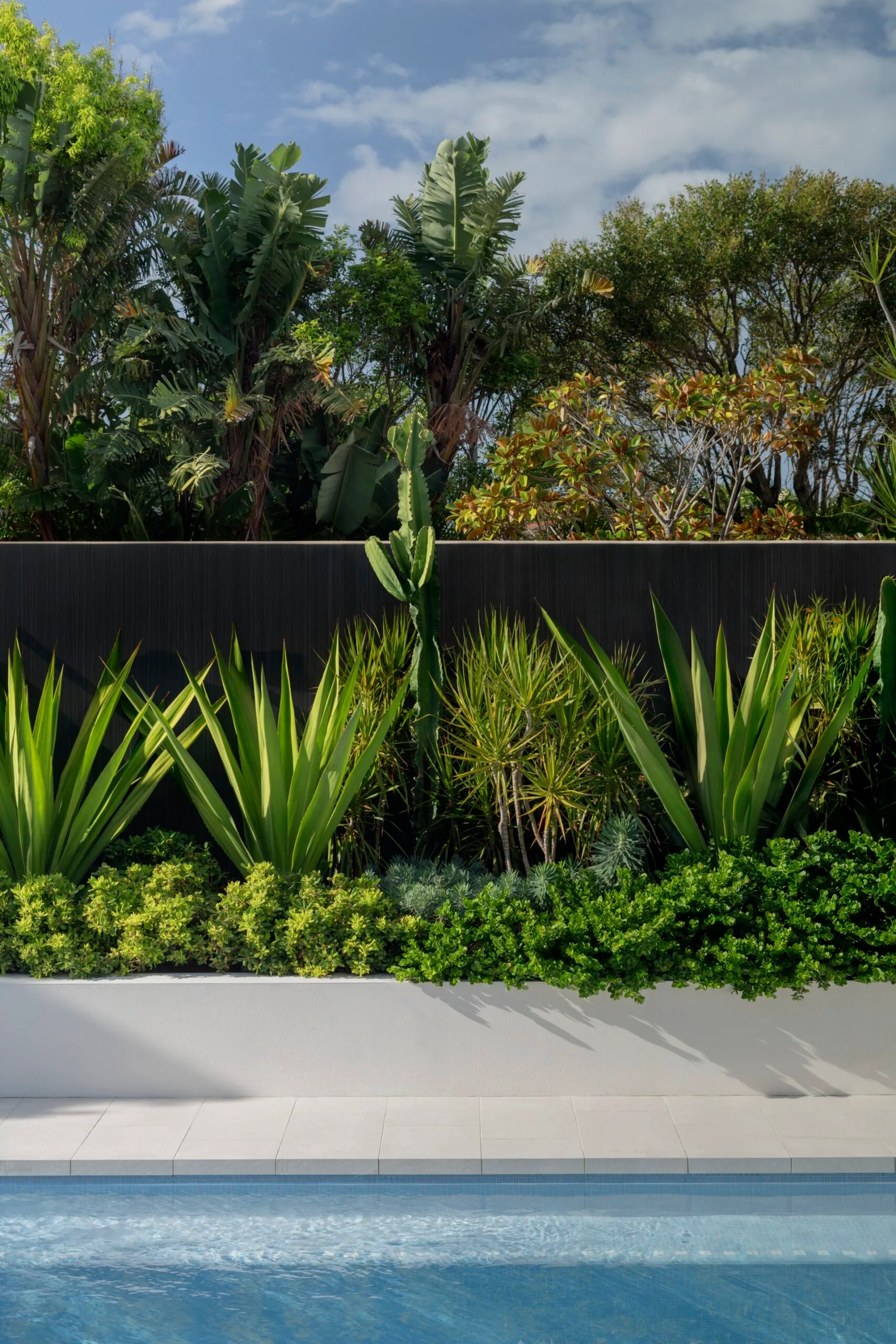 Dragon trees (Dracaena marginata), green aloe (Furcraea foetida) and low shrubs