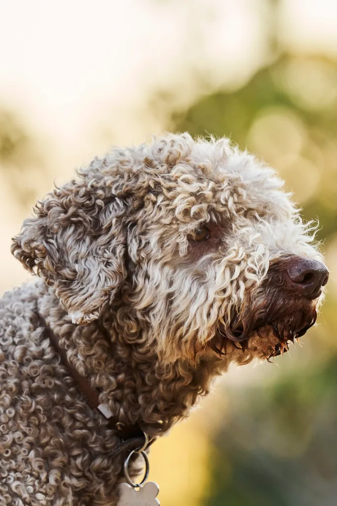 Luigi the lagotto romagnolo