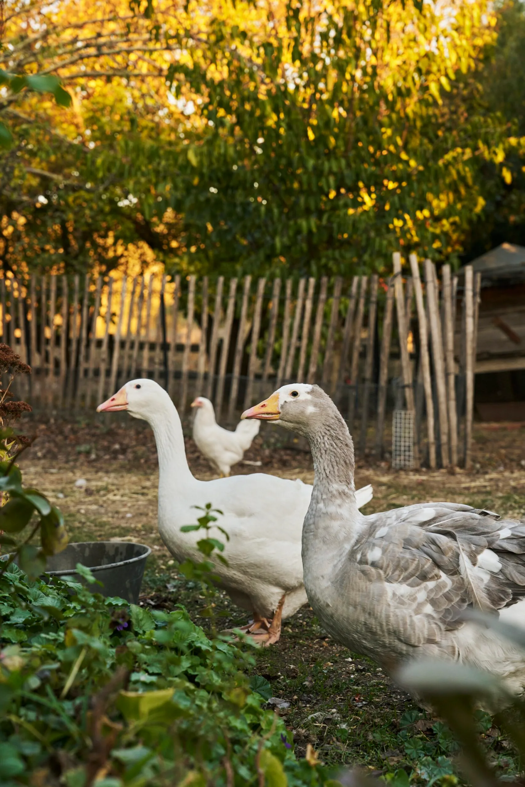 Geese in a garden