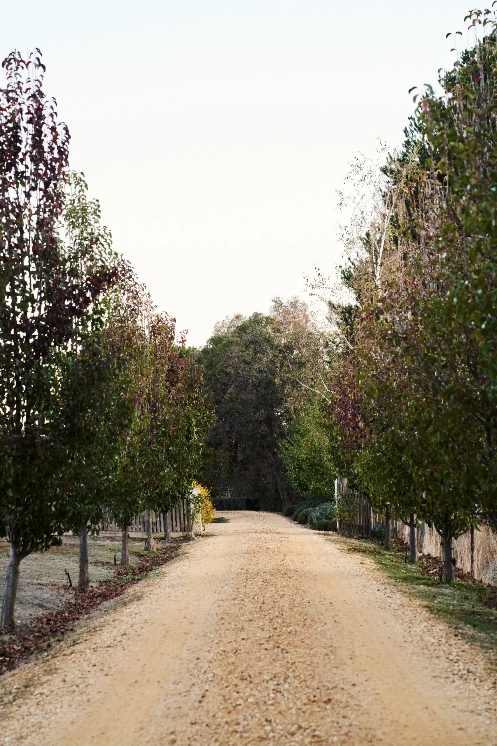 A tree-lined gravel driveway