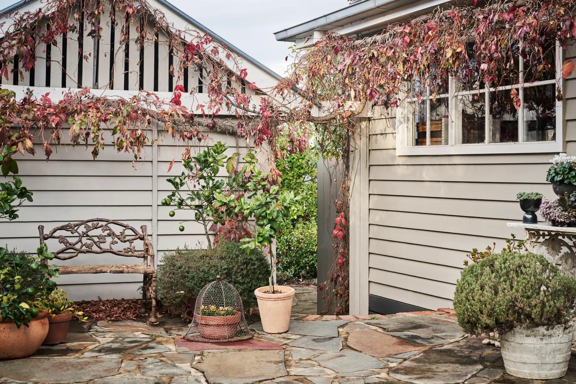 A weatherboard cottage covered in vines