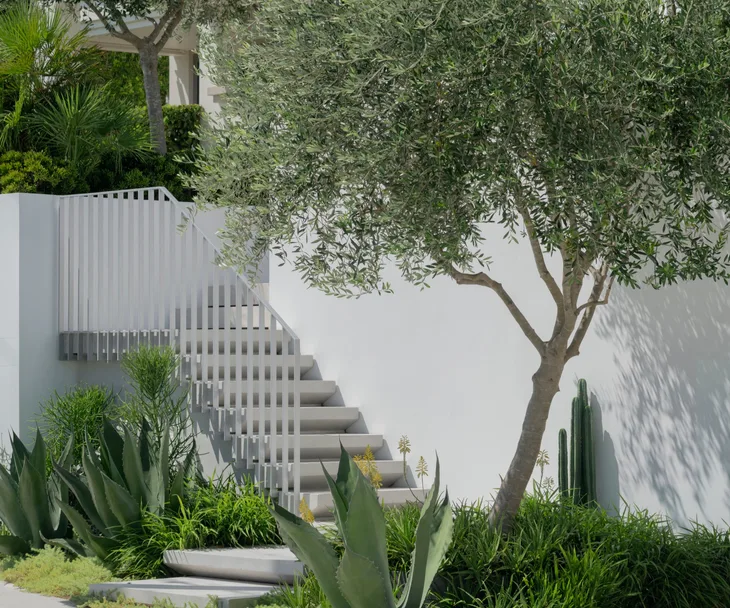 Eumundi quandong (Elaeocarpus eumundi) Olive (Olea spp.)