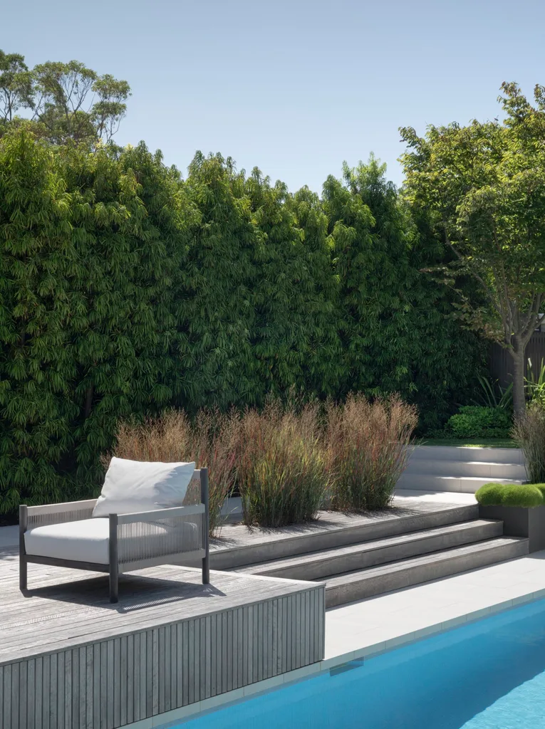 Blue switchgrass (Panicum virgatum ‘Heavy Metal’)