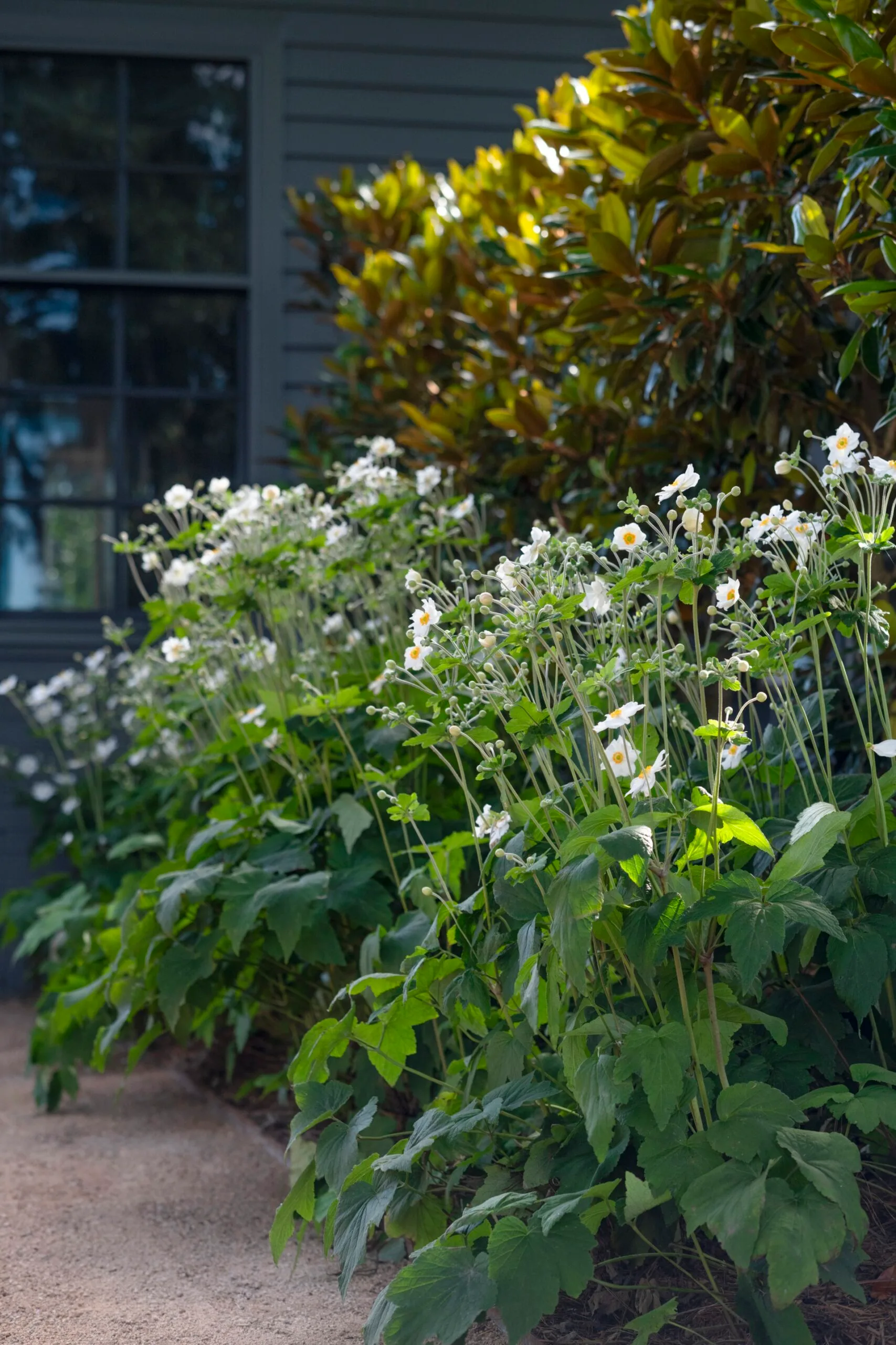 A garden bed full of flowers and magnolias