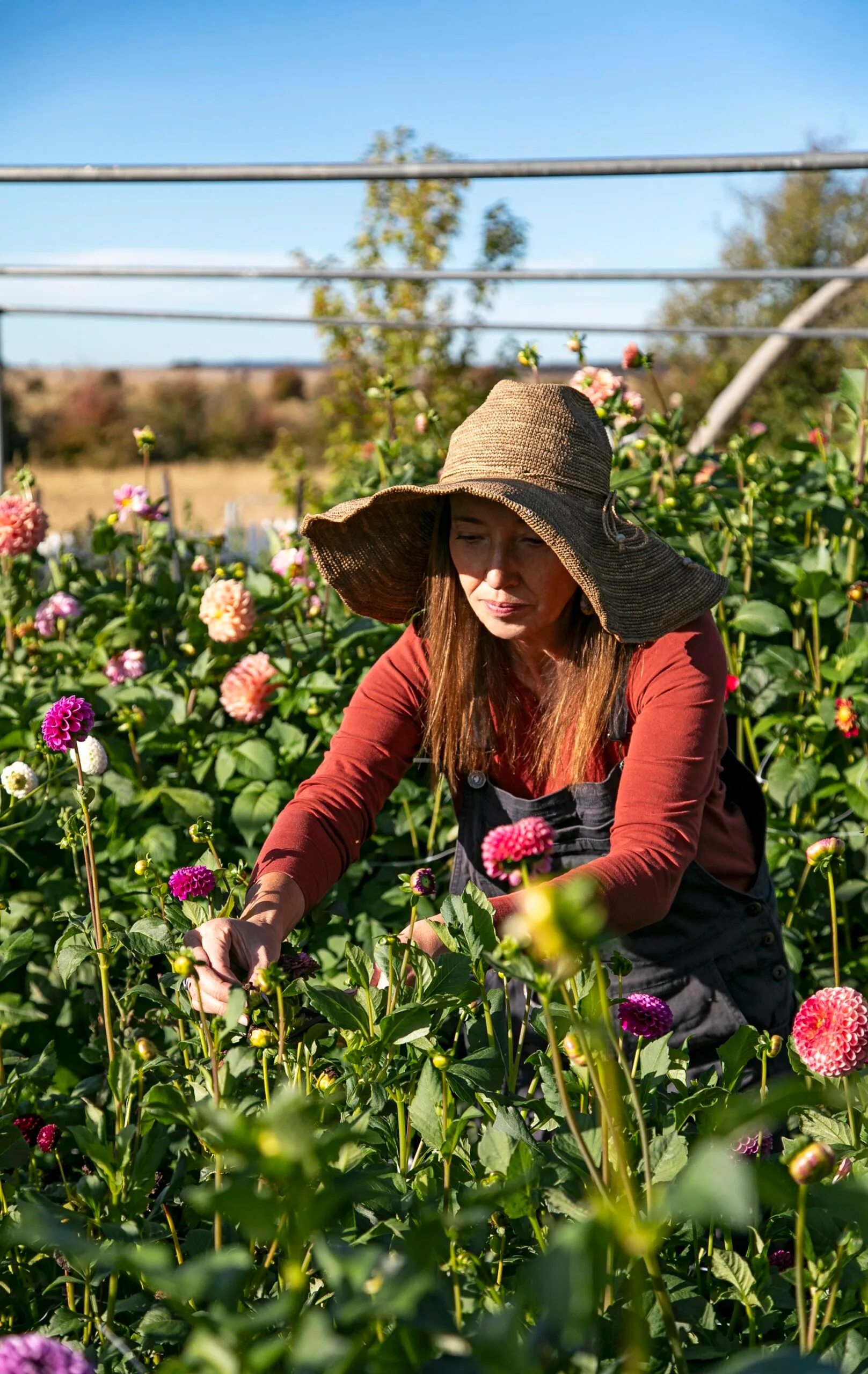 A woman cutting flowers in a field.