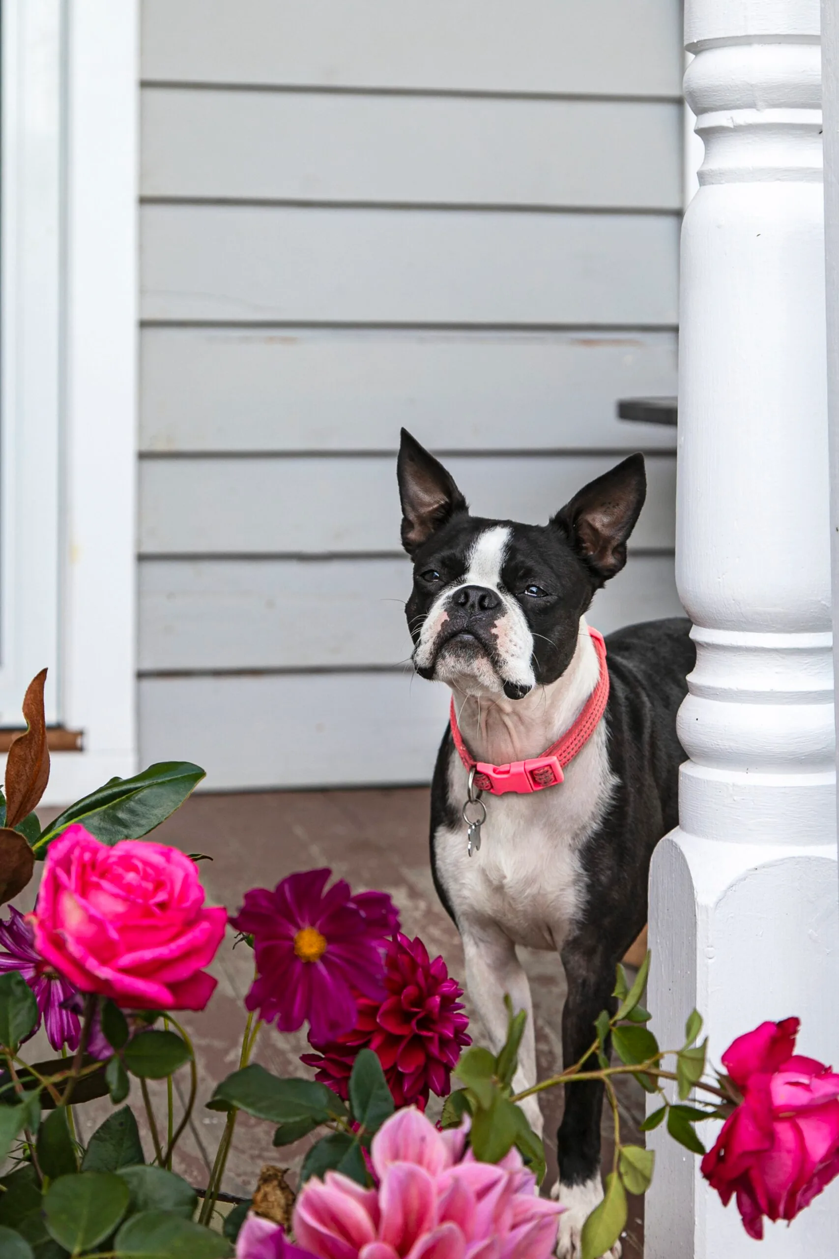 A dog on a verandah surrounded by flowers.