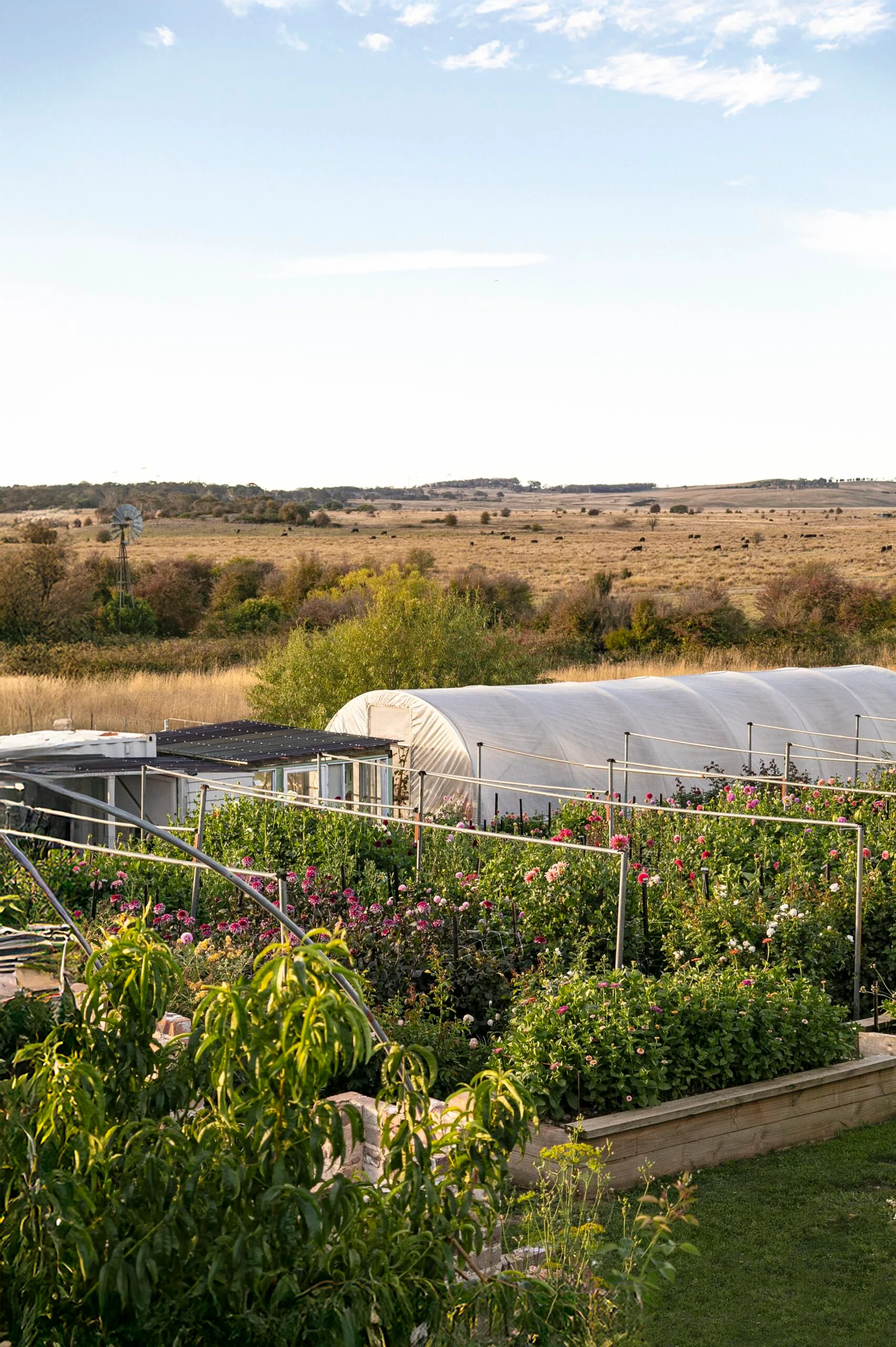 A flower farm in rural NSW with pink, white and peach dahlias