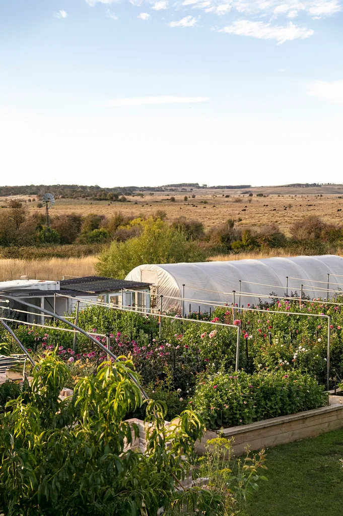 A flower farm in rural NSW with pink, white and peach dahlias