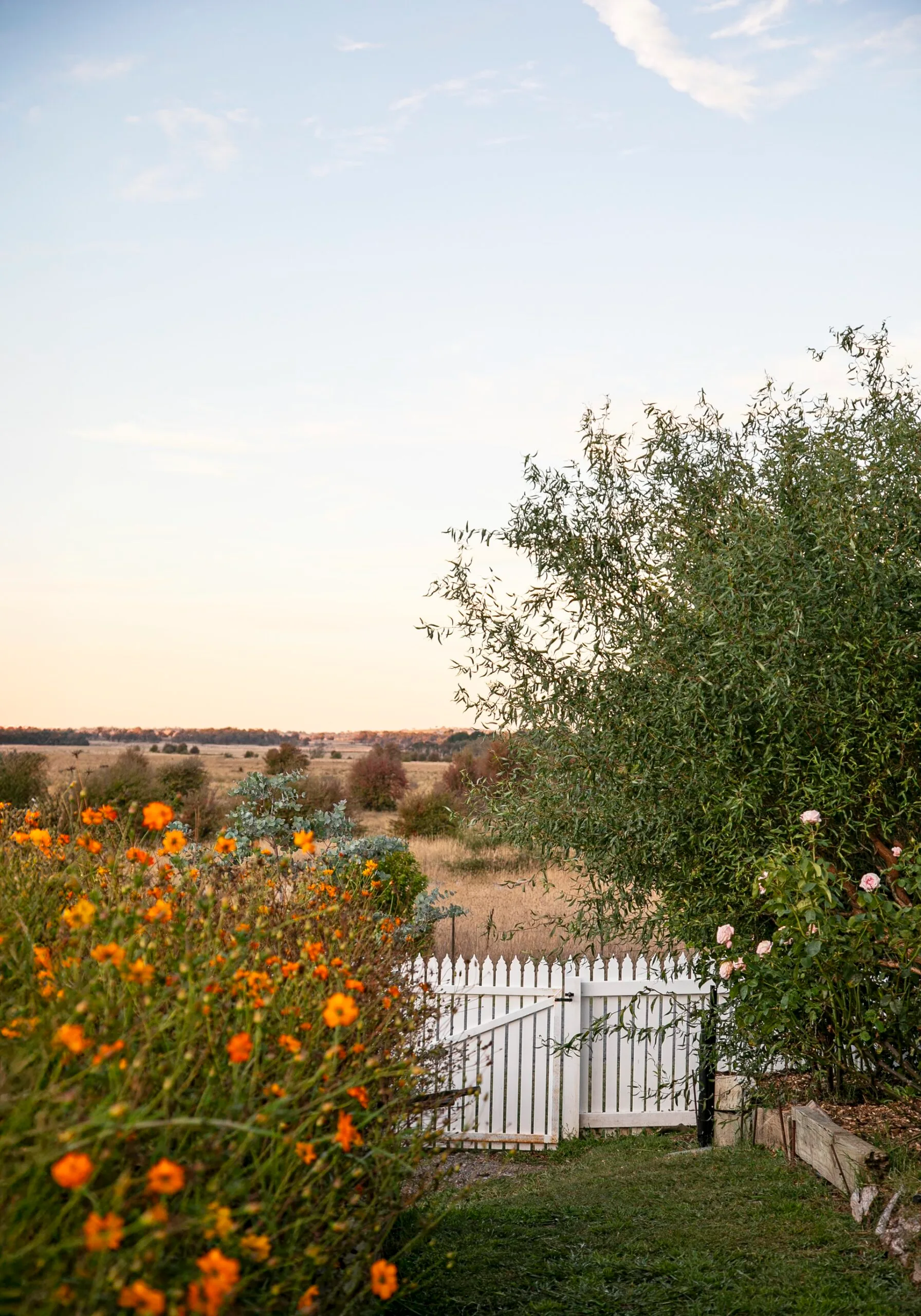 A quaint country garden with orange flowers, trees and a white picket fence.