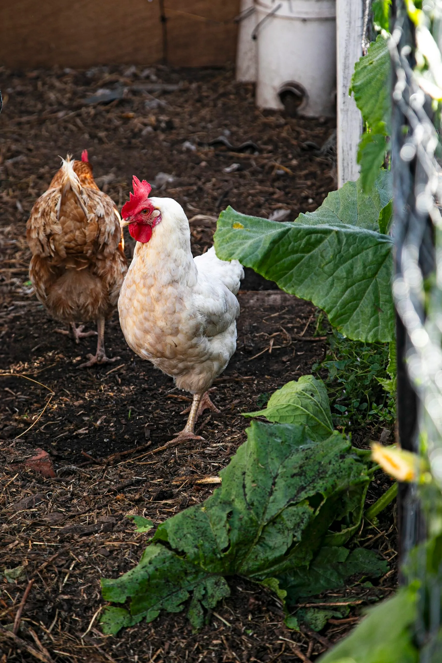 Leghorn and Barter Brown chickens in a garden.
