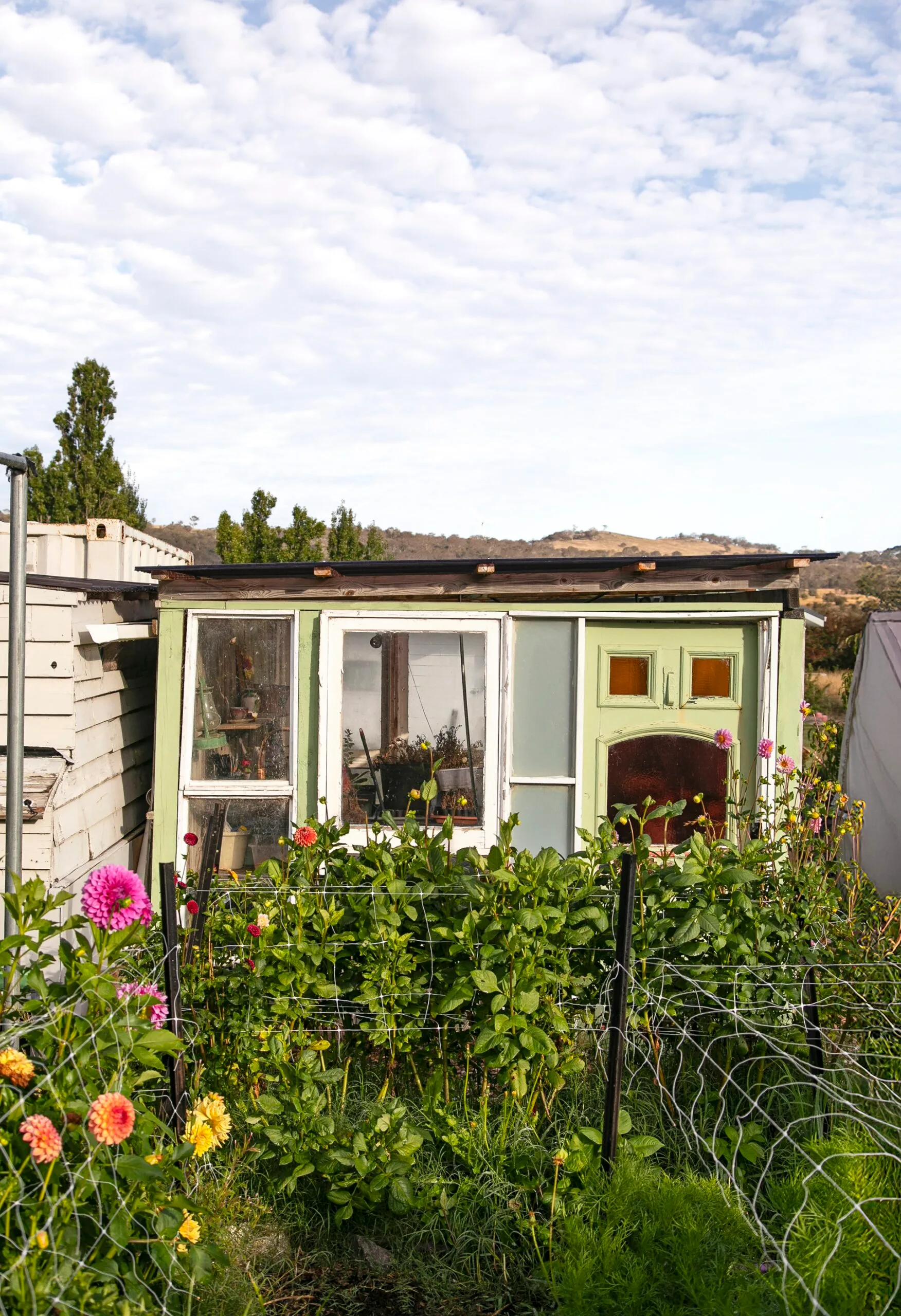 A rambling shed in front of rows of flowers.
