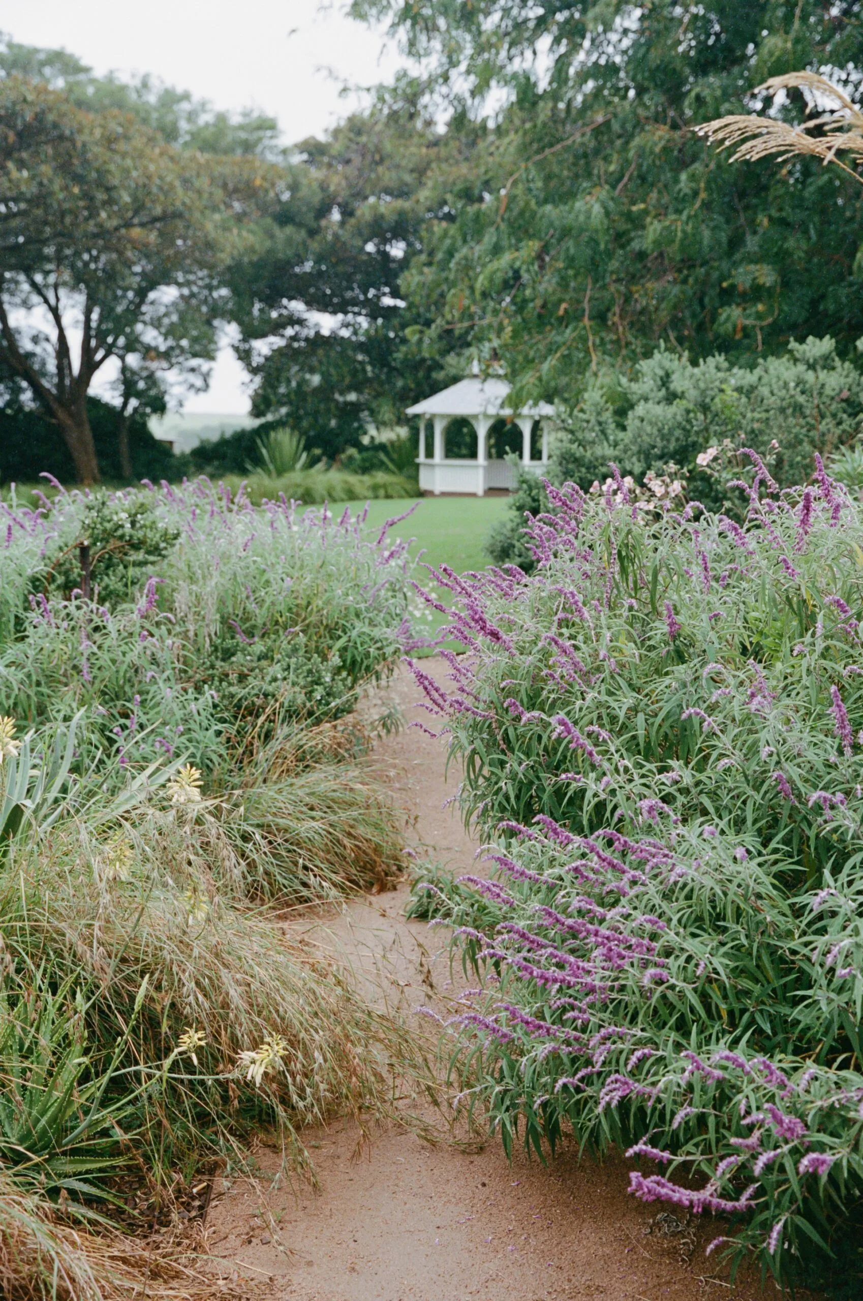 A field of flowers leading to a gazebo
