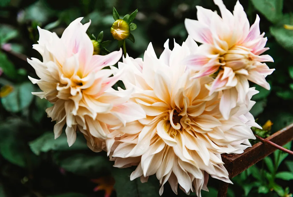 A close up of dahlias