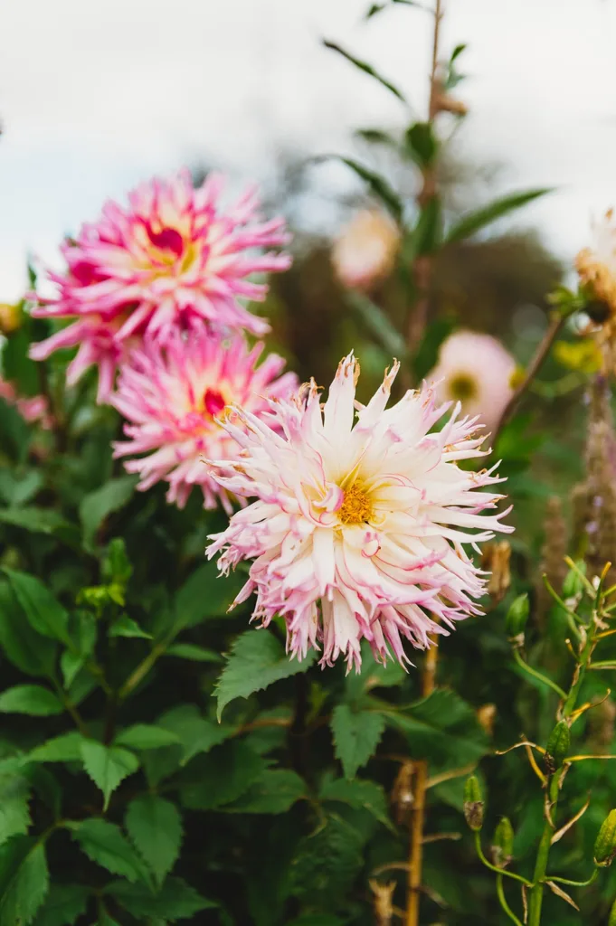 A close up of dahlias