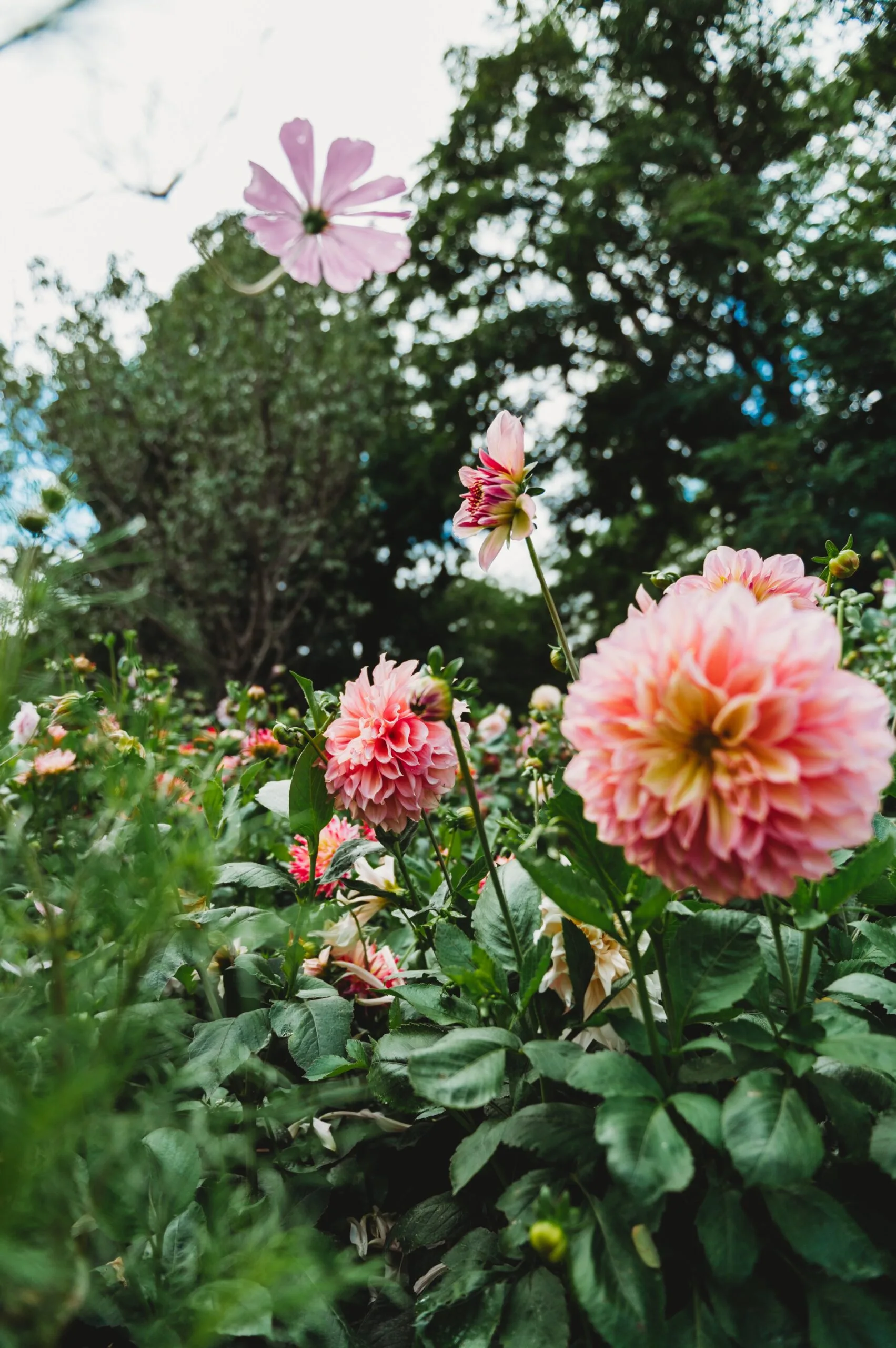 Blooming dahlias at Rainham