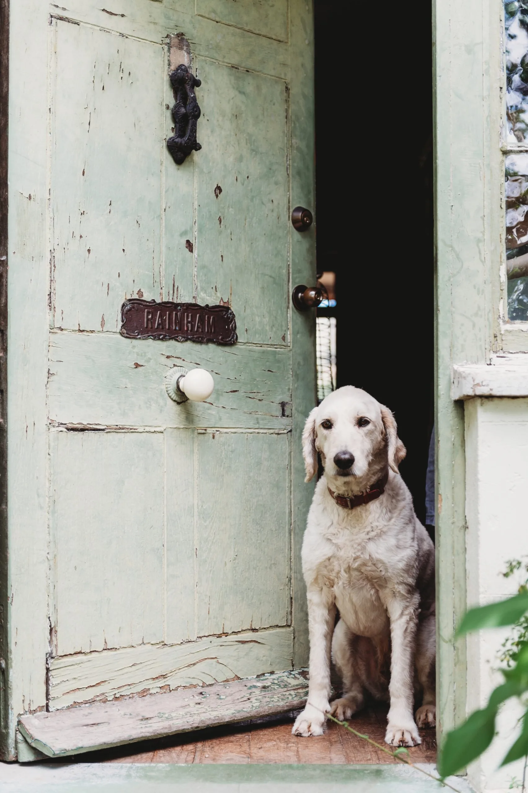 Owners Suzy and Richard's dog sitting in a doorway at Rainham