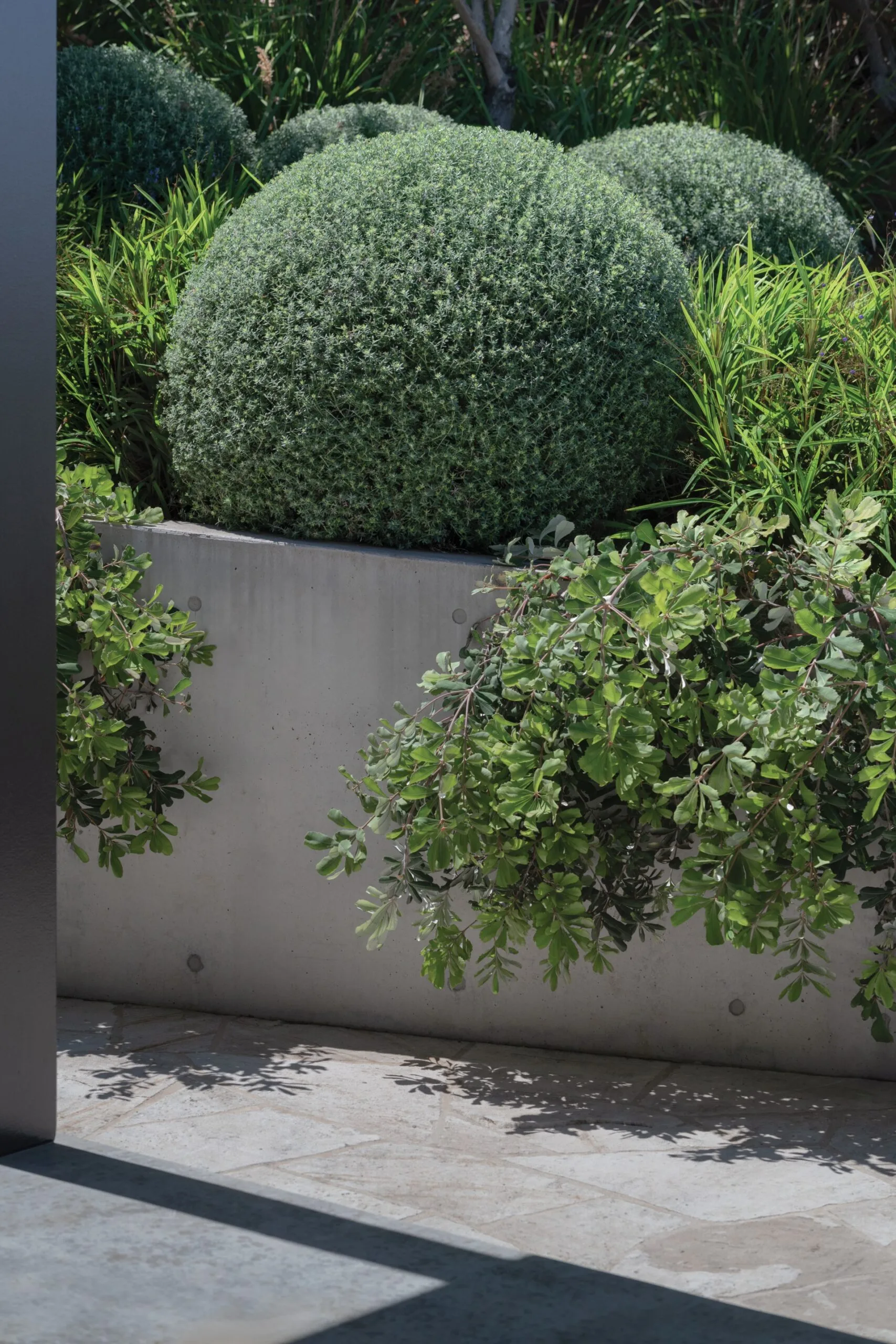 Avoca beach coastal garden hedges