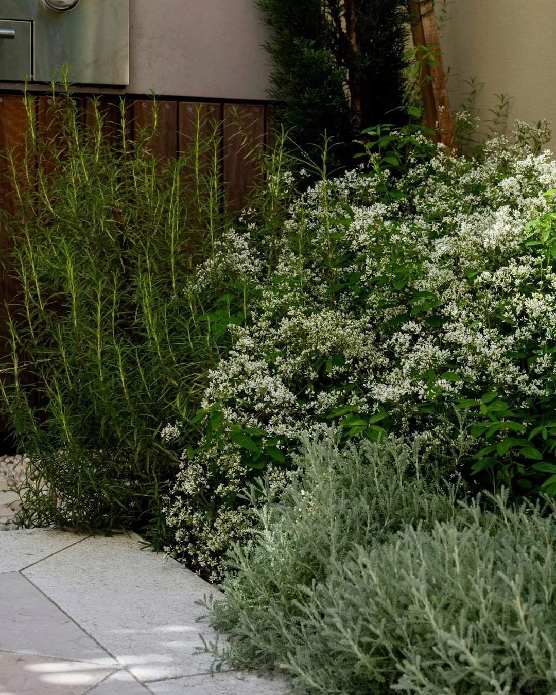 Plantings in a small garden - Euphorbia hypericifolia ‘Diamond Frost’ and purple torch (Bartlettina sordida)
