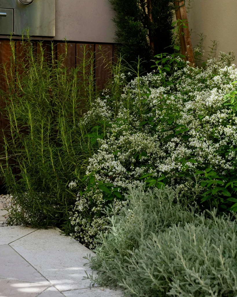 Plantings in a small garden - Euphorbia hypericifolia ‘Diamond Frost’ and purple torch (Bartlettina sordida)